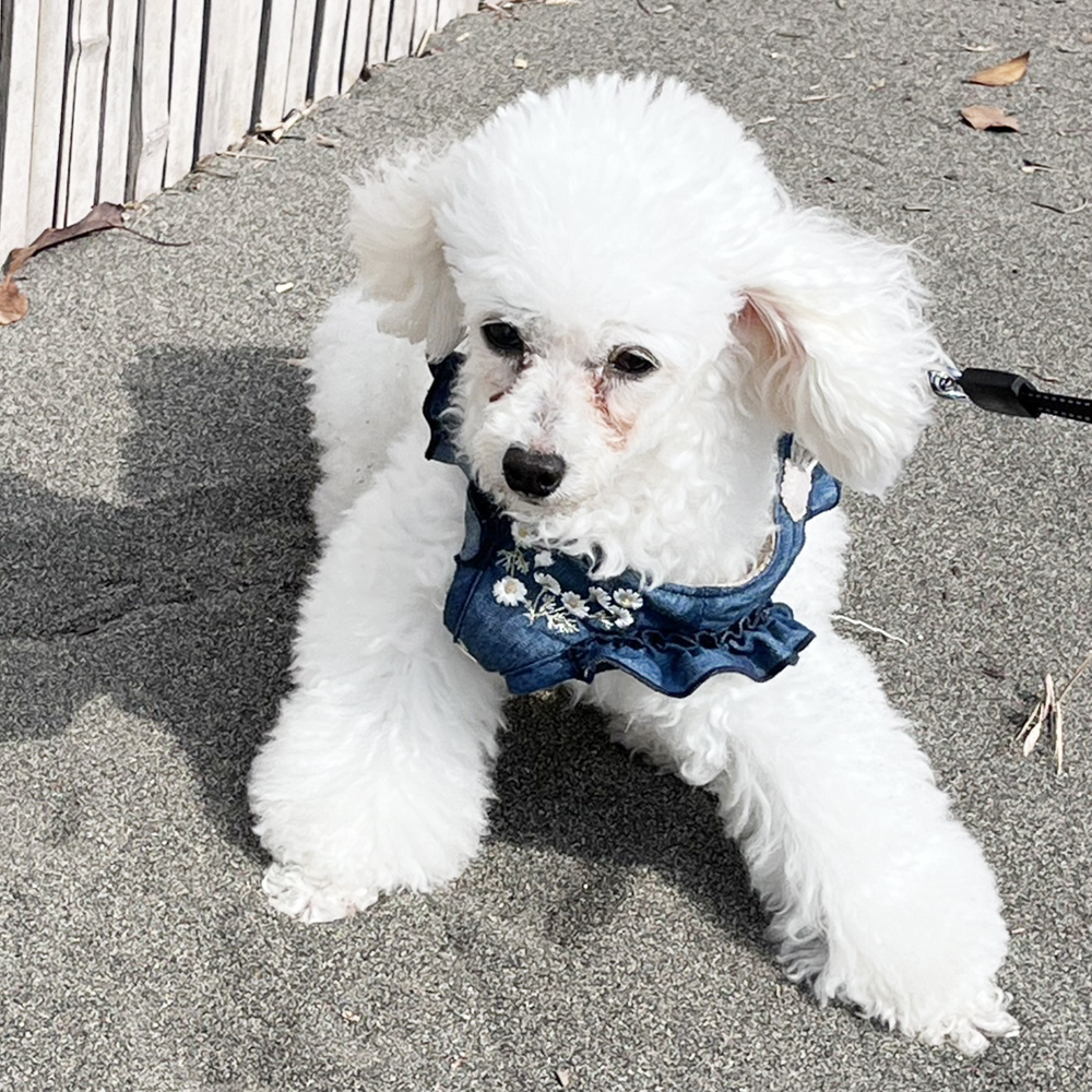 卒業犬ニモちゃんの近況☆